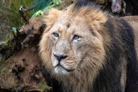 Both of these disorders are associated with considerable disability. Zoo Zurich Der Lowe Radja Ist Tot