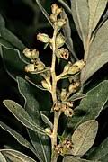 Image result for Afrocanthium pseudorandii