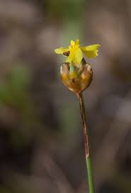 Image result for Xyris anceps