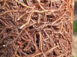 Image result for Psilotum