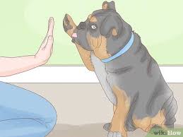 Call your dog's name and say a word like off or stop. the word no is not ideal since it's used so often in conversation. 3 Ways To Stop A Dog From Humping Wikihow