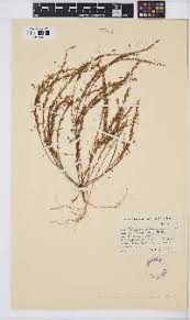 Image result for Polygala melilotoides