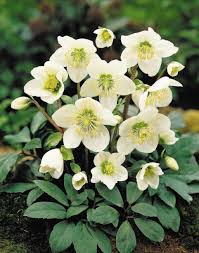 We did not find results for: Serenity In The Garden Hellebores The Enduring Mid Winter Flower Rose Seeds Winter Plants Flower Garden