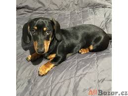 Image result for jezevčík hladkosrstý