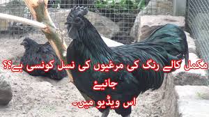 Maybe you would like to learn more about one of these? Plymouth Rock Available 03455201223 Organic Farming In Pakistan By Murad Organic Farming In Pakistan