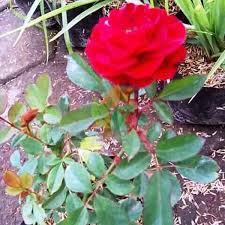 Daftar harga bunga mawar hidup terbaru juli 2021. Jual Bibit Bunga Mawar Merah Jepang Agro Bibit Id