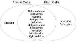 Check spelling or type a new query. Plant Vs Animal Cell Venn Diagram Awesome Animal Cells Vs Plant Cells Venn Diagram Plant Cell Diagram Animal Cell Cell Diagram