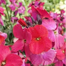 Find up to four local tree pros. Erysimum Winter Orchid Farmyard Nurseries