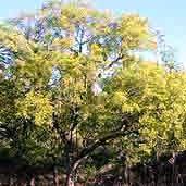 Image result for Pseudolachnostylis maprouneifolia