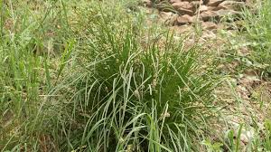 Image result for Carex lycurus