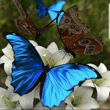 Pin De Berrak Yilmaz En Butterfly Mariposas Bonitas Morpho Azul Comunidad De Animales