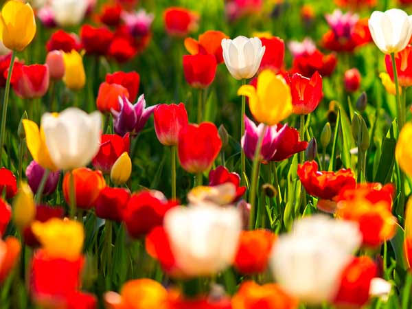 Mga resulta ng larawan para sa Tulip (floriade canberra)"