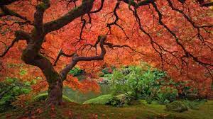 Hello Fall Portland Japanese Garden Japanese Garden Japanese Maple Tree