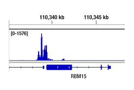 Image result for tbn:IL_egn7ojqAPdM::www.y1y1.com/data/media/697/D-Max1.JPG
