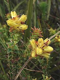 Image result for Penaeaceae