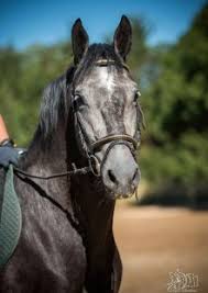 A La Vente Elevage Philip Philip Sport Horses Chevaux Lipizzan Rheinlander Hanovrien