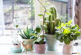 Green And Mean By Jan Issues Wilke Davis Fur Cosas Lindas Pflanzen Blumen Und Wohnideen