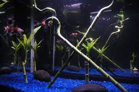 Embellish at every opportunity hello! Can You Put Bamboo In Aquarium Is It Safe For Fish Fish Tank Master