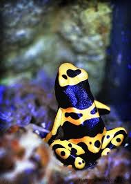 Black And Yellow Dart Frog How Good Are These Reptile Photos Northampton Reptile Centre Animals Beautiful Cute Frogs Frog And Toad