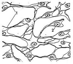 Reticular connective tissue is a type of connective tissue with a network of reticular fibers, made of type iii collagen (reticulum = net or network). Reticular Connective Tissue 1 Reticular Fibers 2 Reticular Cells Download Scientific Diagram