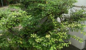 Yang dapat kita ketahui pohon ileng ileng bisa disebut mangsian atau nama latin phyllanthus reticulatus bisa hidup di mana saja di tepi jalan di persawah. Mengenal Tanaman Anting Putri Untuk Bonsai