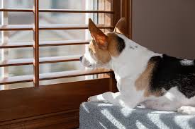 These are really frustrating problems to deal with, so it's easy for owners to assume that the. Dealing With Dog Separation Anxiety Australian Dog Lover