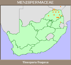 Image result for Tinospora fragosa