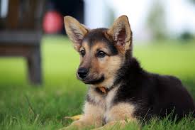 Check spelling or type a new query. German Shepherd Petplace