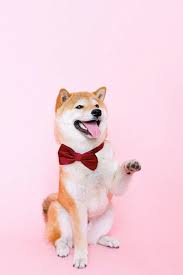 Shiba Inu Coin Rise to the Moon Has Begun with The Coin Rising 30% In the  last 24 Hours 