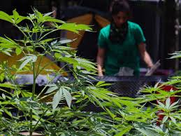 Growonline | january 26, 2021. Legalizacion De La Marihuana Preocupa A La Onu Ley De Cannabis En Mexico El Informador