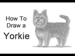 How To Draw A Dog Yorkshire Terrier Youtube To start drawing one, let's start with the floppy hair on its head. how to draw a dog yorkshire terrier