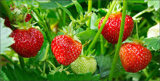 How to plant aloe vera. Strawberries Blueberries Unlikely Companion Fruits
