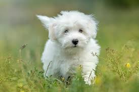 Gently wipe the inner ear flap and around the ear with a dry, soft towel to clean loose dirt and moisture. Coton De Tulear Dog Breed Information