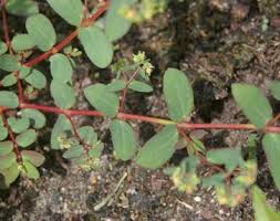 Image result for Euphorbia hyssopifolia