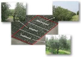 We did not find results for: Quantifying Pruning Impacts On Olive Tree Architecture And Annual Canopy Growth By Using Uav Based 3d Modelling Plant Methods Full Text