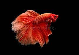 Free copy space for text. Light Red Color Siamese Fighting Fish Betta Fish Was Isolated On Black Background Fish Also Action Of Turn Head In Different Stock Photo Image Of Animal Fancy 155697730