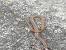 Baby Milk Snake