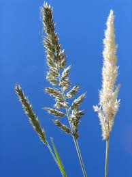 Image result for Enneapogon pretoriensis