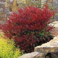 Springtime blooms of white develop into white berries in fall. Burgundy Wine Nandina Garden Plants Design Nandina Domestica Garden Shrubs