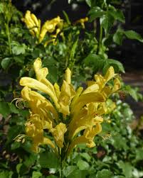 Image result for Tecoma capensis