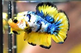 Rk6 Hmpk Betta Fish Male No Ventral Fins Betta Fish Betta Fish