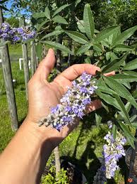 Image result for Vitex mombassae