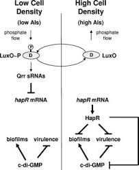 Image result for quorum sensing