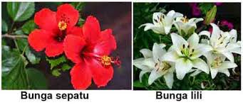 Check spelling or type a new query. Bagian Bagian Bunga Dan Fungsinya Juragan Les