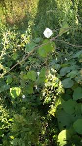 Image result for Ipomoea prismatosyphon