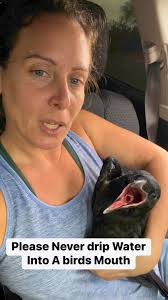 Yes, they need water. No, it should never be dripped into their mouth. A  large majority of rescue birds come in aspirated because caring people  thought they were doing the right thing.