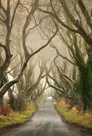 Mysterious Trees In Ireland Best Photo Site Dark Hedges Nature Landscape
