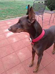Find all breeds of puppies for sale and dogs for adoption near you in alexandira, chesapeake, charlottesvile, fredricksburg, lynchburg, norfolk, richmond, virginia beach or virginia. Arlington Va Doberman Pinscher Meet Bam Bam A Pet For Adoption