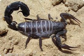 عالم الافاعي والثعابين انواع العقارب