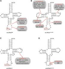 Minidepth modification mod 078 e/m/0 50. The Mitochondrial Epitranscriptome The Roles Of Rna Modifications In Mitochondrial Translation And Human Disease Springerlink